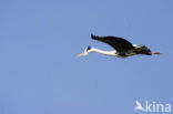 Blauwe Reiger (Ardea cinerea)