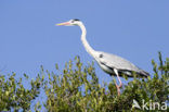 Blauwe Reiger (Ardea cinerea)