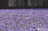 Bonte krokus (Crocus vernus)