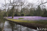 Bonte krokus (Crocus vernus)