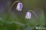 Wood Anemone (Anemone nemorosa)