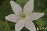 Wood Anemone (Anemone nemorosa)
