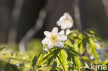 Wood Anemone (Anemone nemorosa)