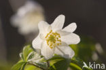 Wood Anemone (Anemone nemorosa)