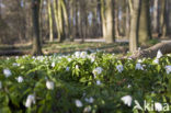 Wood Anemone (Anemone nemorosa)