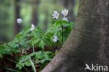 Bosanemoon (Anemone nemorosa)