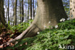 Bosanemoon (Anemone nemorosa)