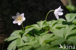 Wood Anemone (Anemone nemorosa)