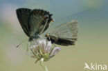 Bruine eikenpage (Satyrium ilicis) 