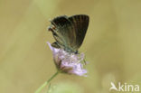 Bruine eikenpage (Satyrium ilicis) 