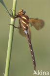 Brown Hawker (Aeshna grandis)