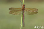Brown Hawker (Aeshna grandis)