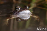 Bruine kikker (Rana temporaria)