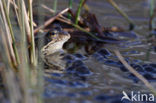 Bruine kikker (Rana temporaria)