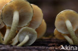 Scalycap (Pholiota spec.)