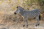 Burchell s zebra (Equus burchellii)