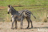 Burchell s zebra (Equus burchellii)