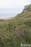 Cap Blanc-Nez