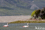 Chilian Flamingo (Phoenicopterus chilensis) 