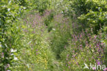 Dagkoekoeksbloem (Silene dioica)