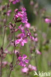 Red Campion (Silene dioica)