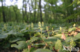 Dalkruid (Maianthemum bifolium)