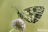 Marbled White (Melanargia galathea)