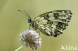 Dambordje (Melanargia galathea)