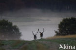 Fallow Deer (Dama dama)