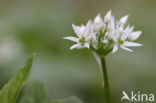 Daslook (Allium ursinum)