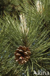 Den (Pinus spec.)