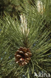 Pine tree (Pinus spec.)