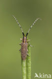 Golden-bloomed Grey longhorn (Agapanthia villosoviridescens)