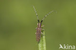 Golden-bloomed Grey longhorn (Agapanthia villosoviridescens)