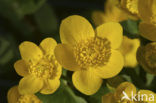 Dotterbloem (Caltha palustris)