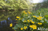 Dotterbloem (Caltha palustris)