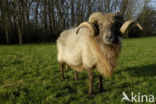 Drents heideschaap (Ovis domesticus)