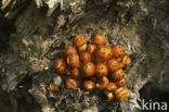 Echte honingzwam (Armillaria mellea)