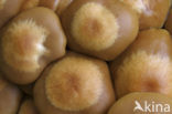 Echte honingzwam (Armillaria mellea)