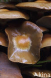 Echte honingzwam (Armillaria mellea)