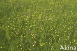 Echte koekoeksbloem (Lychnis flos-cuculi)