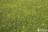 Echte koekoeksbloem (Lychnis flos-cuculi)