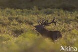 Red Deer (Cervus elaphus)