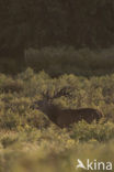 Red Deer (Cervus elaphus)