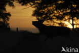 Red Deer (Cervus elaphus)