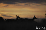 Red Deer (Cervus elaphus)