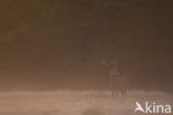 Edelhert (Cervus elaphus)