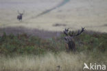 Red Deer (Cervus elaphus)