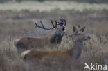 Red Deer (Cervus elaphus)