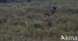 Red Deer (Cervus elaphus)